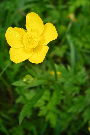 Ranunculus carinthiacus \ Krntner Berg-Hahnenfu / Carinthian Buttercup, D Kohlstetten 2.6.2015