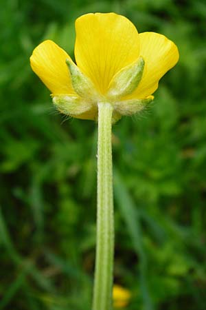 Ranunculus carinthiacus \ Krntner Berg-Hahnenfu / Carinthian Buttercup, D Kohlstetten 2.6.2015