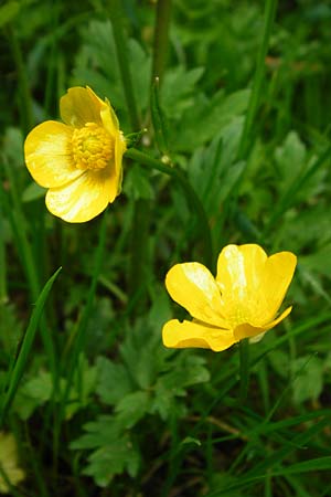 Ranunculus carinthiacus \ Krntner Berg-Hahnenfu / Carinthian Buttercup, D Kohlstetten 2.6.2015