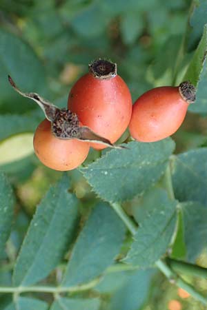 Rosa caesia \ Lederblttrige Rose, Graugrne Rose, D Breuberg 10.9.2016