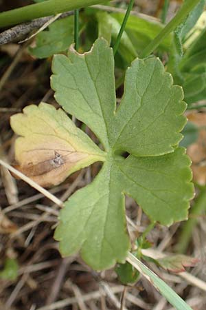 Ranunculus compositus \ Zusammengesetzter Gold-Hahnenfu / Compound Goldilocks, D Prüm-Fleringen 22.4.2017