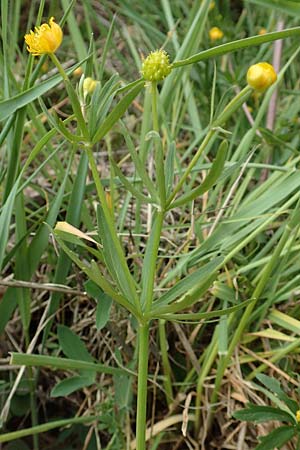 Ranunculus compositus \ Zusammengesetzter Gold-Hahnenfu / Compound Goldilocks, D Prüm-Fleringen 22.4.2017