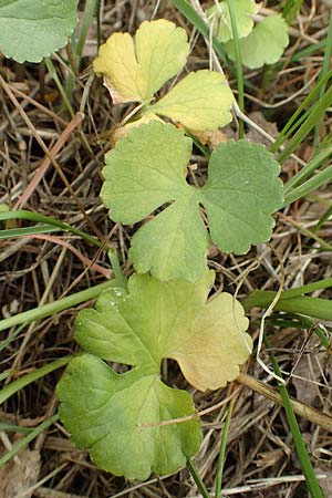 Ranunculus compositus \ Zusammengesetzter Gold-Hahnenfu, D Prüm-Fleringen 22.4.2017