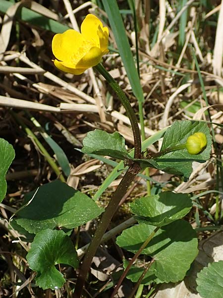 Ranunculus cassubicifolius \ Falscher Kaschuben-Gold-Hahnenfu / Kashube-Leaved Goldilocks, D Konstanz 24.4.2018