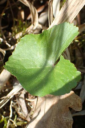 Ranunculus cassubicifolius \ Falscher Kaschuben-Gold-Hahnenfu / Kashube-Leaved Goldilocks, D Konstanz 24.4.2018