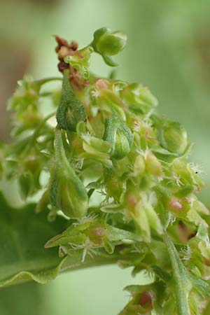 Rumex cristatus \ Griechischer Ampfer, Kammfrmiger Ampfer / Greek Dock, D Würzburg 17.5.2018