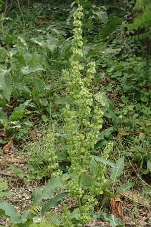 Rumex cristatus \ Griechischer Ampfer, Kammfrmiger Ampfer / Greek Dock, D Würzburg 17.5.2018