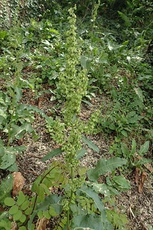 Rumex cristatus \ Griechischer Ampfer, Kammfrmiger Ampfer / Greek Dock, D Würzburg 17.5.2018