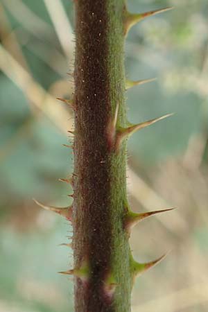 Rubus cuspidatiformis \ Cuspidatus-hnliche Haselblatt-Brombeere, D Odenwald, Fürth 5.7.2018