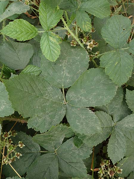 Rubus cuspidatiformis \ Cuspidatus-hnliche Haselblatt-Brombeere / Cuspidatus-Like Bramble, D Odenwald, Fürth 5.7.2018