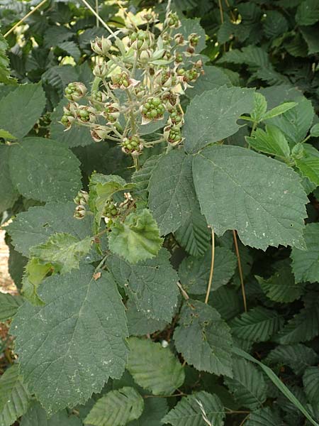 Rubus cuspidatiformis / Cuspidatus-Like Bramble, D Odenwald, Fürth 5.7.2018