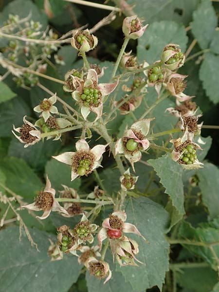 Rubus cuspidatiformis \ Cuspidatus-Ähnliche Haselblatt-Brombeere / Cuspidatus-Like Bramble, D Odenwald, Fürth 5.7.2018