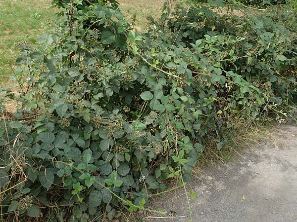 Rubus cuspidatiformis / Cuspidatus-Like Bramble, D Odenwald, Fürth 5.7.2018