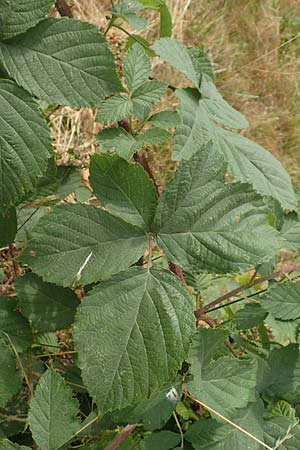 Rubus cuspidatiformis / Cuspidatus-Like Bramble, D Odenwald, Fürth 5.7.2018