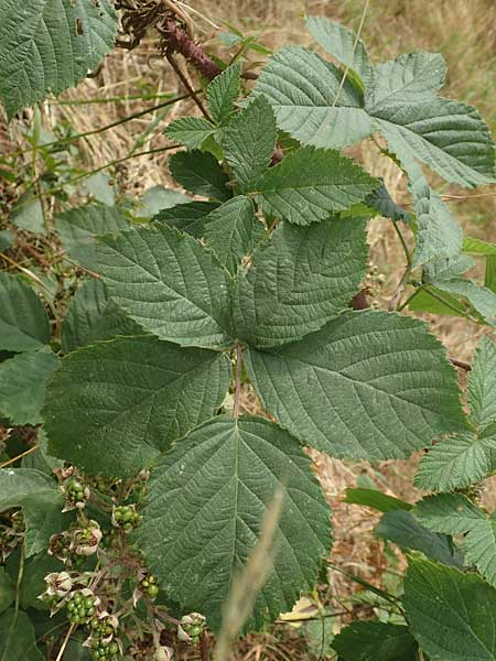 Rubus cuspidatiformis \ Cuspidatus-hnliche Haselblatt-Brombeere / Cuspidatus-Like Bramble, D Odenwald, Fürth 5.7.2018