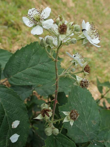 Rubus cuspidatiformis \ Cuspidatus-hnliche Haselblatt-Brombeere / Cuspidatus-Like Bramble, D Odenwald, Fürth 5.7.2018