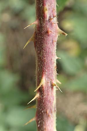 Rubus cuspidatiformis / Cuspidatus-Like Bramble, D Odenwald, Fürth 5.7.2018