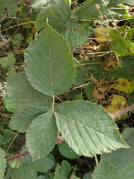 Rubus cuspidatiformis \ Cuspidatus-Ähnliche Haselblatt-Brombeere, D Odenwald, Fürth 5.7.2018