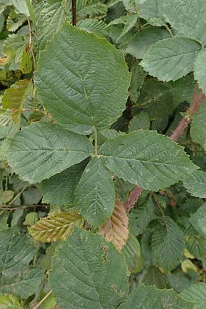 Rubus cuspidatiformis \ Cuspidatus-hnliche Haselblatt-Brombeere, D Odenwald, Fürth 5.7.2018