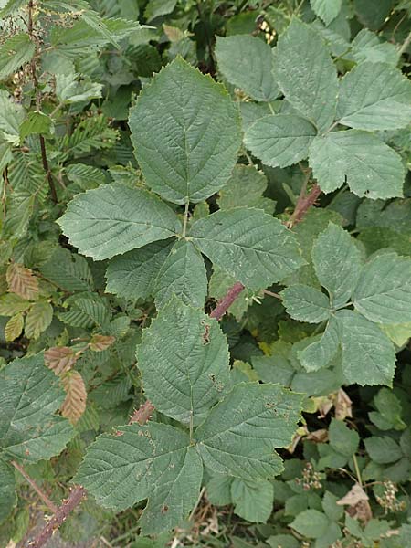 Rubus cuspidatiformis / Cuspidatus-Like Bramble, D Odenwald, Fürth 5.7.2018