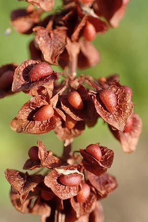 Rumex conglomeratus \ Knuelbltiger Ampfer / Whorled Dock, D Philippsburg 7.7.2018