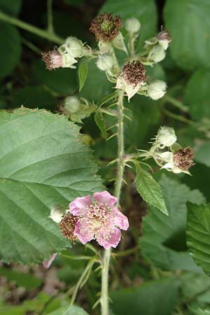 Rubus conspicuus \ Ansehnliche Brombeere / Bonny Bramble, D Rosbach 22.6.2019