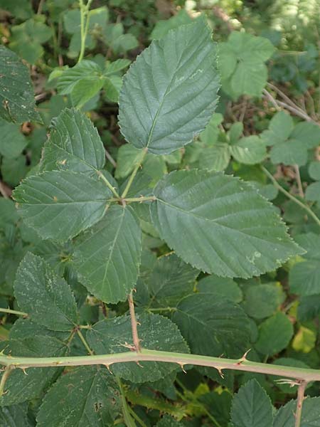 Rubus winteri \ Winters Brombeere, D Herne 27.7.2019