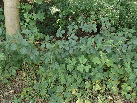 Rubus winteri \ Winters Brombeere, D Herne 27.7.2019