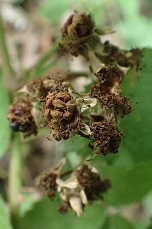 Rubus spec1 ? \ Brombeere, D Herne 27.7.2019