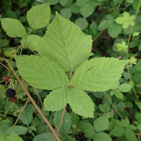 Rubus cuspidatus ? \ Zugespitzte Haselblatt-Brombeere, D Hofgeismar 28.7.2019