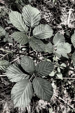 Rubus canaliculatus \ Rinnige Brombeere / Grooved Bramble, D Karlsruhe 14.8.2019