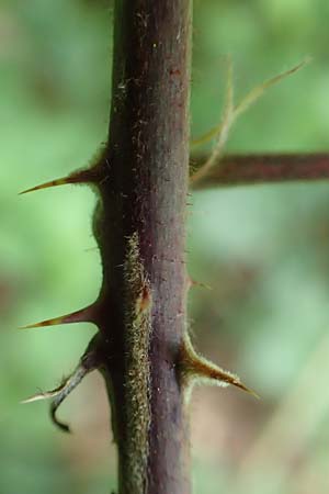 Rubus conspicuus ? \ Ansehnliche Brombeere / Bonny Bramble, D Karlsruhe 14.8.2019