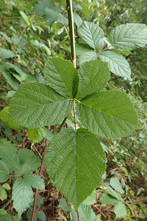 Rubus canaliculatus \ Rinnige Brombeere / Grooved Bramble, D Rheinstetten-Silberstreifen 18.8.2019