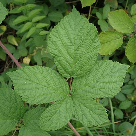 Rubus spec4 ? \ Haselblatt-Brombeere, D Pfinztal-Berghausen 20.8.2019