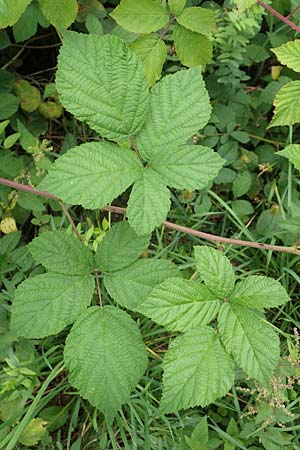 Rubus spec4 ? \ Haselblatt-Brombeere / Bramble, D Pfinztal-Berghausen 20.8.2019