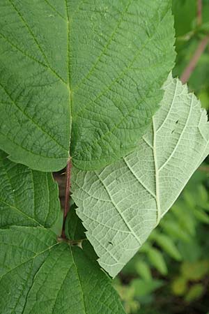 Rubus spec4 ? \ Haselblatt-Brombeere, D Pfinztal-Berghausen 20.8.2019