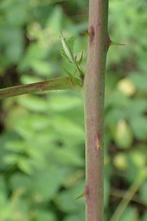 Rubus spec4 ? \ Haselblatt-Brombeere, D Pfinztal-Berghausen 20.8.2019