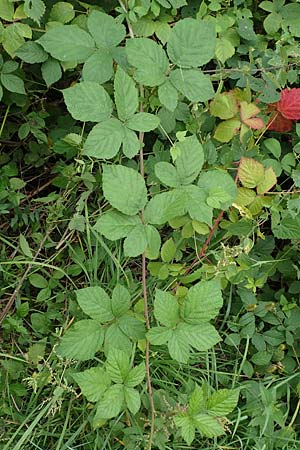 Rubus spec4 ? \ Haselblatt-Brombeere, D Pfinztal-Berghausen 20.8.2019