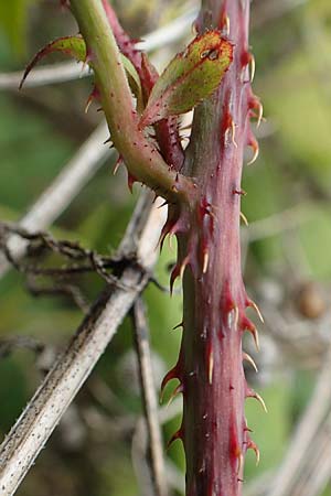 Rubus spec8 ? \ Haselblatt-Brombeere / Bramble, D Grünstadt-Asselheim 9.9.2019