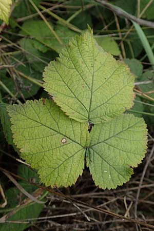 Rubus spec8 ? \ Haselblatt-Brombeere / Bramble, D Grünstadt-Asselheim 9.9.2019