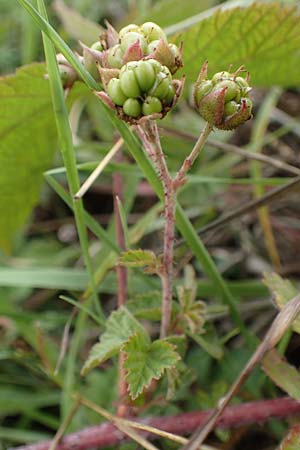 Rubus spec8 ? \ Haselblatt-Brombeere / Bramble, D Grünstadt-Asselheim 9.9.2019