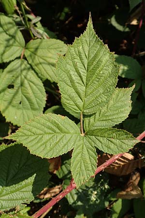 Rubus cuspidatus \ Zugespitzte Haselblatt-Brombeere, D Eppingen-Elsenz 11.9.2019