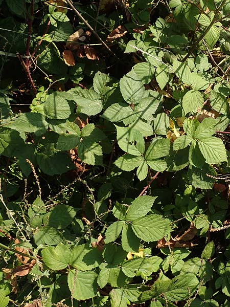 Rubus cuspidatus \ Zugespitzte Haselblatt-Brombeere, D Eppingen-Elsenz 11.9.2019