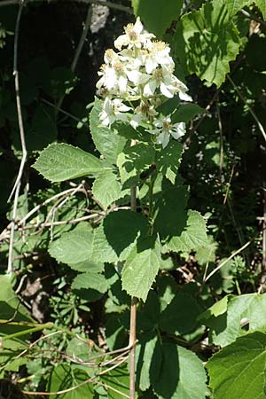 Rubus canescens \ Filz-Brombeere / Wooly Bramble, D Schriesheim 19.5.2020