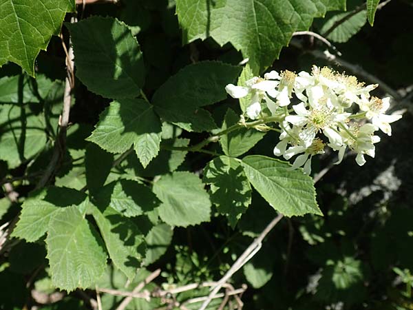Rubus canescens \ Filz-Brombeere / Wooly Bramble, D Schriesheim 19.5.2020
