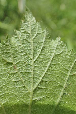 Rubus curvaciculatus \ Krummnadelige Brombeere, D Spessart, Obersinn 21.6.2020