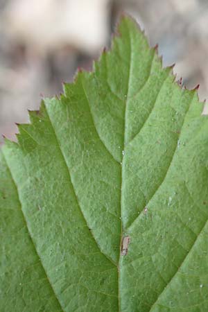 Rubus canescens \ Filz-Brombeere / Wooly Bramble, D Dillenburg-Donsbach 21.6.2020