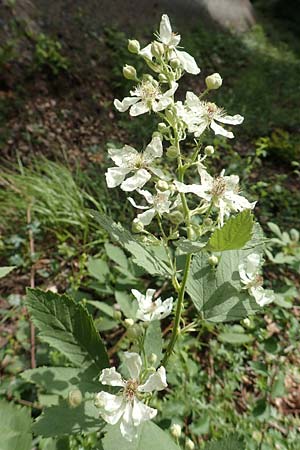 Rubus canescens \ Filz-Brombeere / Wooly Bramble, D Dillenburg-Donsbach 21.6.2020