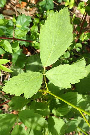 Rubus canescens \ Filz-Brombeere / Wooly Bramble, D Dillenburg-Donsbach 21.6.2020