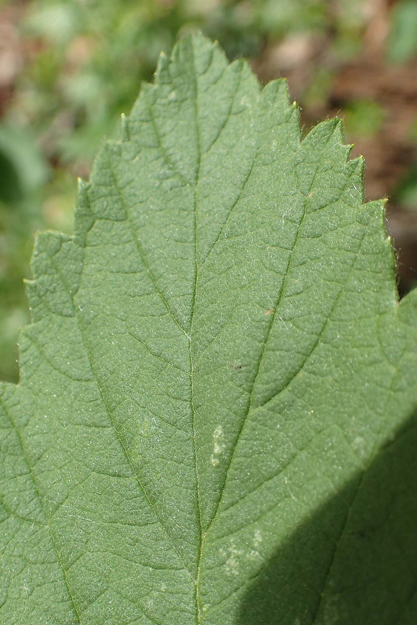 Rubus canescens \ Filz-Brombeere / Wooly Bramble, D Dillenburg-Donsbach 21.6.2020